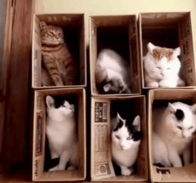 Котики в коробках