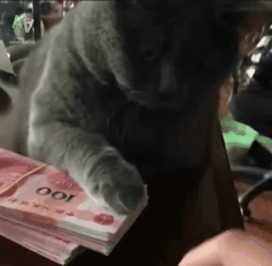 Кот охраняет капитал