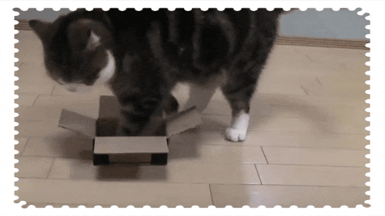 Коты обожаю коробки