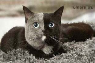 101 СУПЕР Странная Кошка | Самые смешные видео с кошками