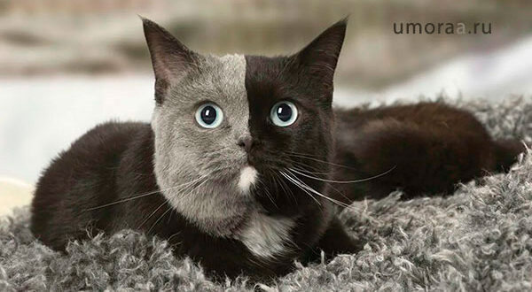 101 СУПЕР Странная Кошка | Самые смешные видео с кошками