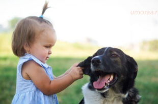 Младенцы Раздражают Собак | Подборка Веселых Младенцев и домашних животных
