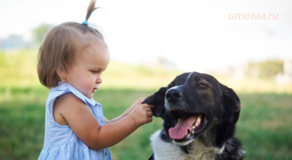 Младенцы Раздражают Собак | Подборка Веселых Младенцев и домашних животных